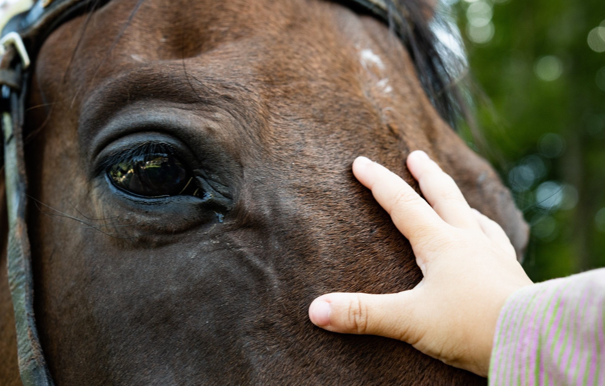 Horse and hand
